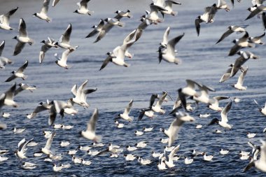 Suyun üzerinde bir martı sürüsü