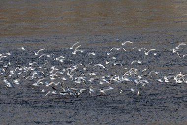 Suyun üzerinde bir martı sürüsü