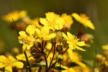Sarı kadife çiçeği çayırda açtı.