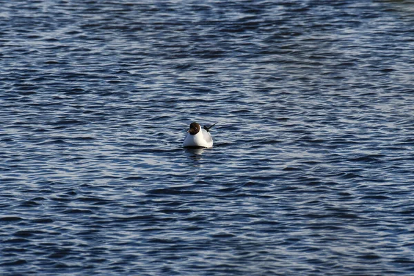 Seagulls Float Water — Stock Photo, Image