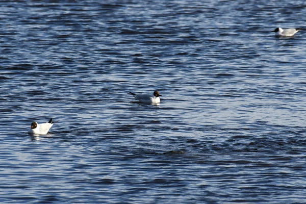 Möwen Treiben Auf Dem Wasser — Stockfoto