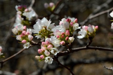 Çiçekler dalda pembe kiraz tomurcukları