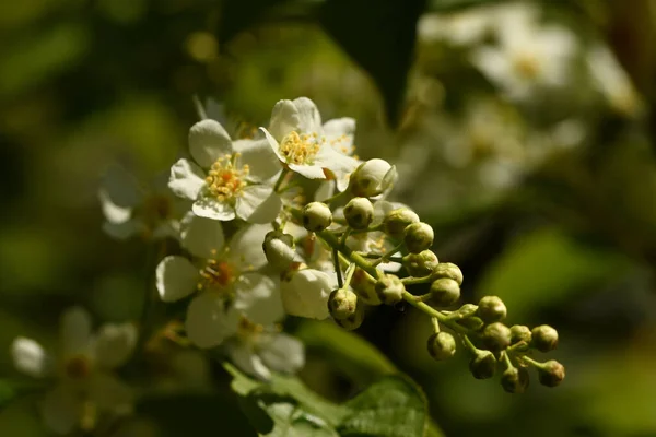 Gros Plan Sur Les Fleurs Cerisier — Photo