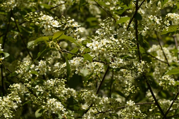 Kersenbloesems Bloeiden Het Voorjaar — Stockfoto