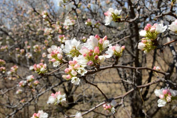 Bloemen Roze Knoppen Van Kers Tak — Stockfoto