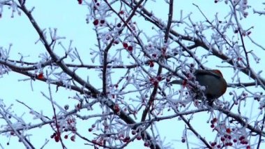 kuş bohem İpekkuyruk kış leann