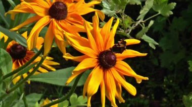 Kelebek çiçekler yaz doğa