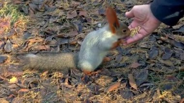 Sibirya sincap Nibbles besleme