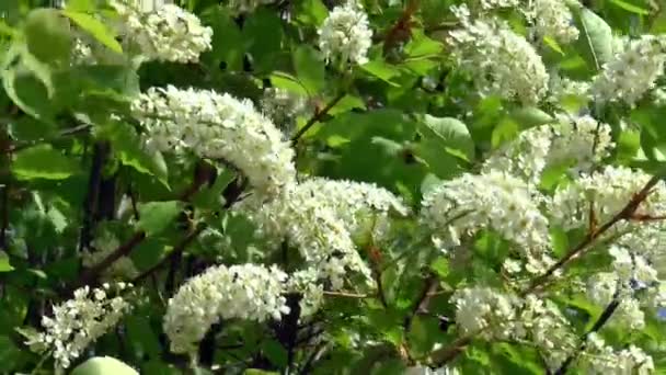 Arbusto de verão cereja pássaro arbusto — Vídeo de Stock