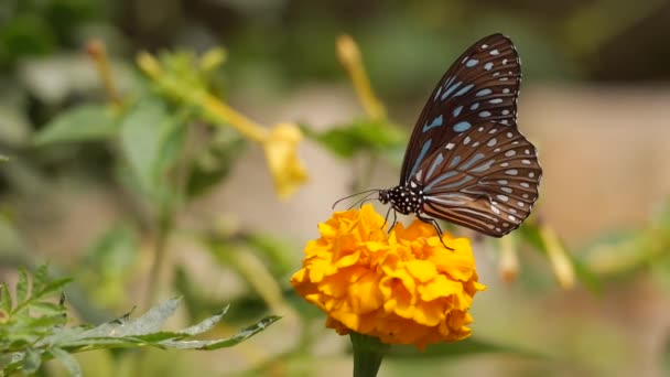 Mariposa botánica flor naturaleza — Vídeos de Stock