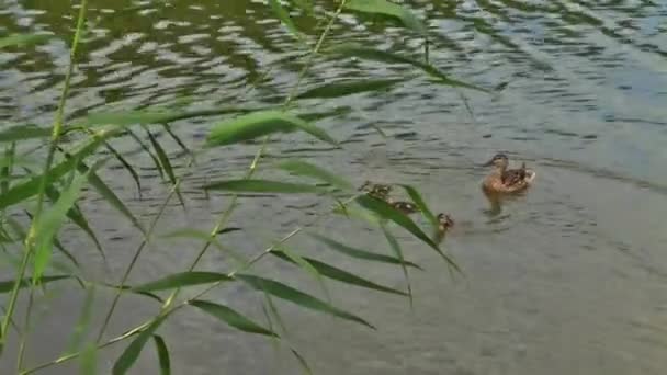 Ducklings lake reed nature pond — Stock Video