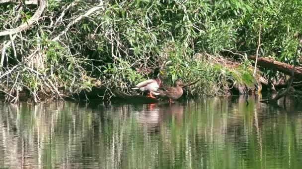 Ducks animals nature bird wild — Stock Video