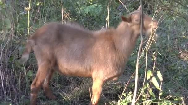 Kozi las lato zwierząt — Wideo stockowe