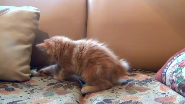 Котята игры домашних животных — стоковое видео