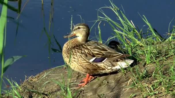 Lake duck summer nature pond — Stock Video