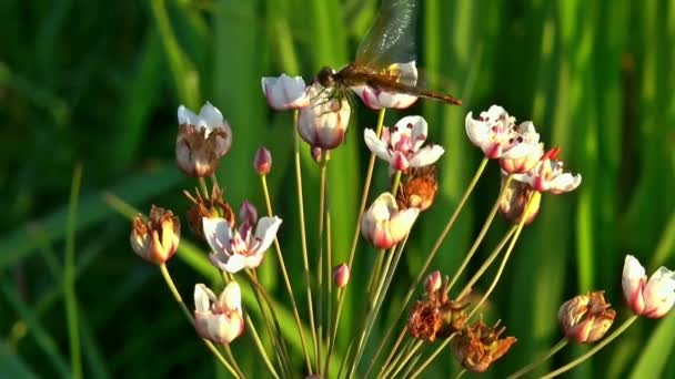 Charakter dragonfly makro słońce kwiaty — Wideo stockowe