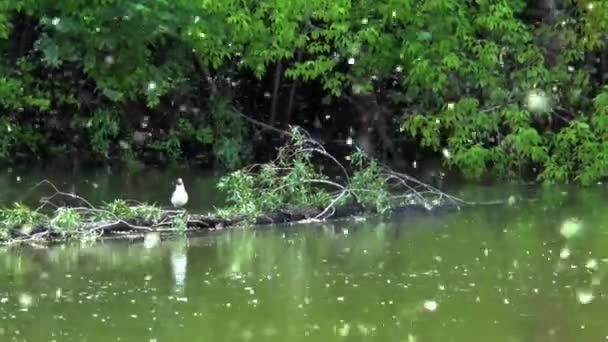 Γλάρος ποταμού καλοκαίρι pooh — Αρχείο Βίντεο