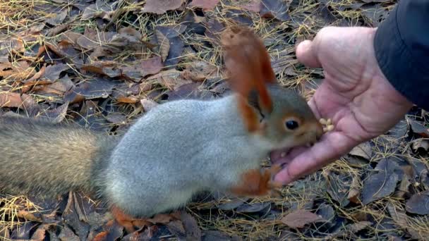 Siberia scoiattolo alimentazione animale — Video Stock