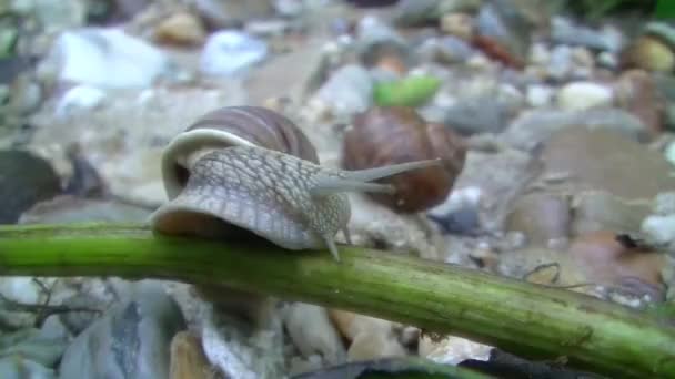 Escargot animaux coquille nature reptile — Video