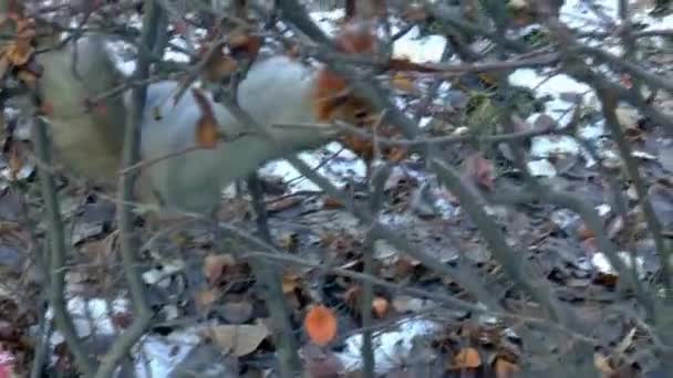 Σκίουρος καρυδιά ζώα ουρά — Αρχείο Βίντεο