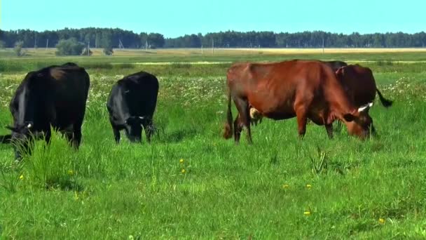 Lato łąka stado krowa natura — Wideo stockowe