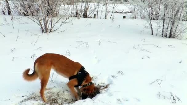 Kış köpekler evcil hayvan köpek av — Stok video