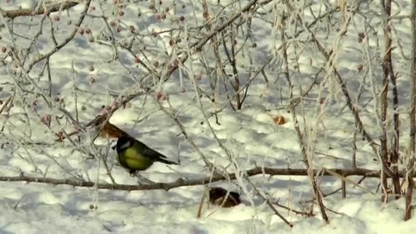 Χειμώνα πουλιών φύση χιόνι σπουργίτια — Αρχείο Βίντεο