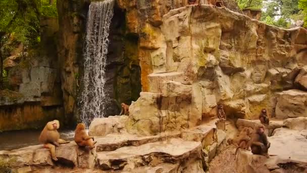 Zoo monkey vattenfall singapore — Stockvideo
