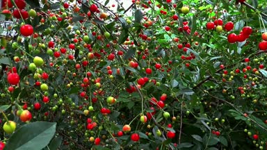 kiraz yaz yiyecek berry kırmızı