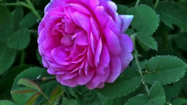 çiçek ihale pembe Gül