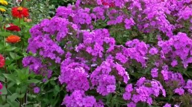 tomurcuklar çiçek phlox planı