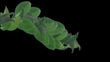 Ranke büyüme temsil bırakır