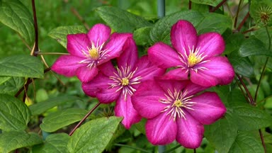 doğa çiçek güzellik çiçek bitki