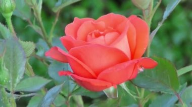 kırmızı gül çiçek çiçek çiçeklenme