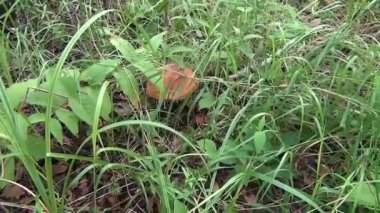 Sibirya orman mantar toplama