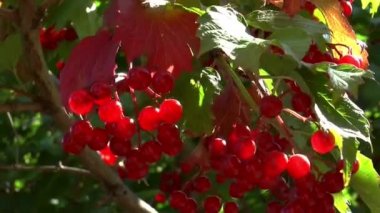 Kartopu kırmızı bitki berry portre
