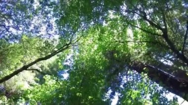 ormandan ağaç manzara doğa orman