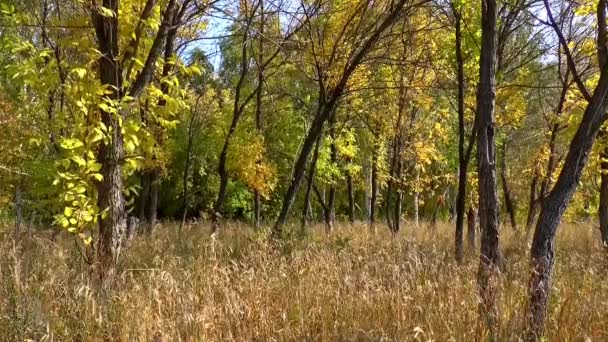 Bosque de otoño deja la naturaleza — Vídeo de stock