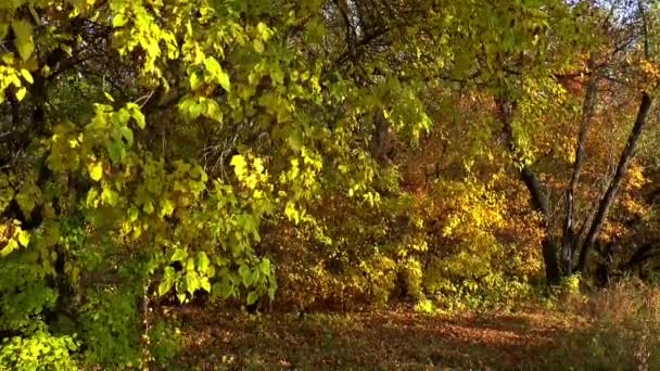 Herbstlichtung Tagesbäume — Stockvideo
