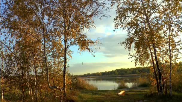 Jesień nad jeziorem brzoza ognisko — Wideo stockowe