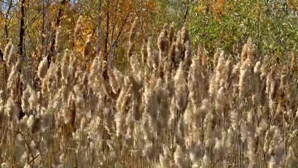 Autumn reed wind nature furry — Stock Video