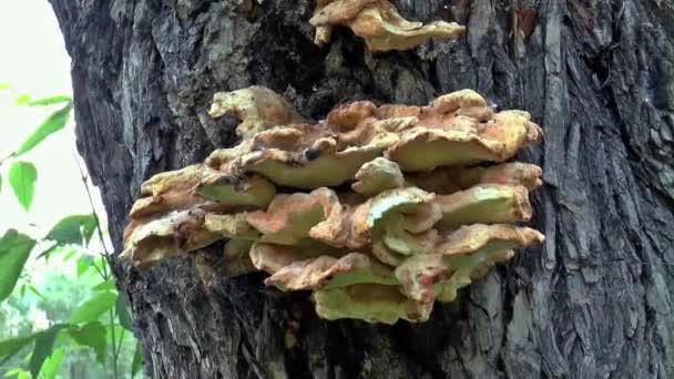 écorce bois champignons 