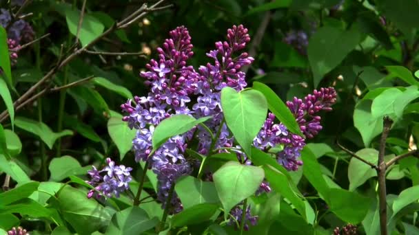 Bush flowers lilac may bloom — Stock Video