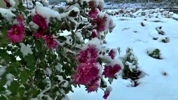 Chrysanthemum under snow flowers — Stock Video