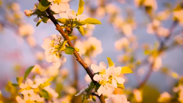 ดอกไม้ฤดูใบไม้ผลิฤดูร้อนสวนพืช — วีดีโอสต็อก