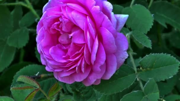 Flower tender pink rose — Stock Video