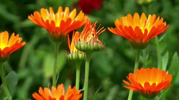 Bloemen calendula plant zomer — Stockvideo