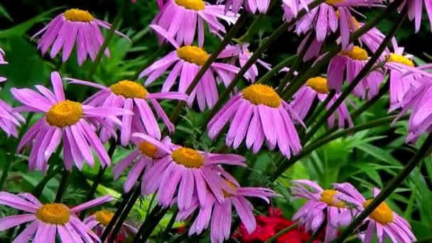 Fleurs sibérie été beauté — Video