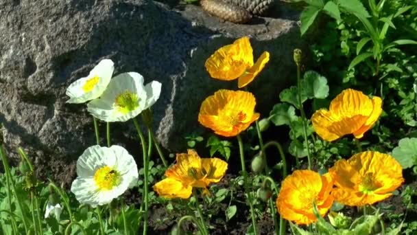 Blommor sommar maki natur — Stockvideo