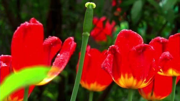Blomster tulipaner makro billeder – Stock-video